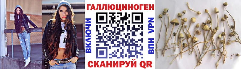 Галлюциногенные грибы Psilocybe где найти наркотики Ленинск